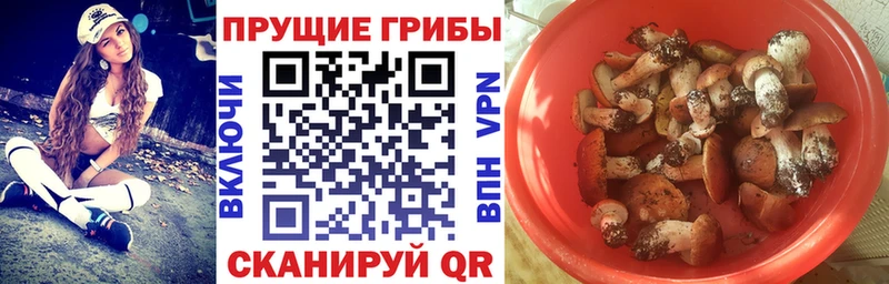 Псилоцибиновые грибы мицелий купить наркотики сайты Котельники